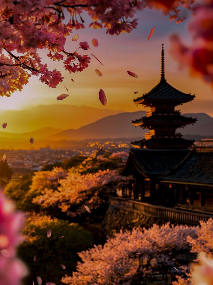 Pagode japonês entre cerejeiras ao pôr do sol
